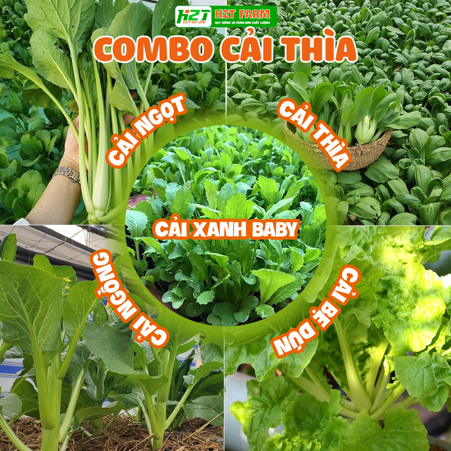 Combo 5 bịch hạt giống cải : cải ngọt, cải thìa, cải ngồng, cải bẹ dún, cải xanh baby dễ trồng, chịu nhiệt - h2t farm