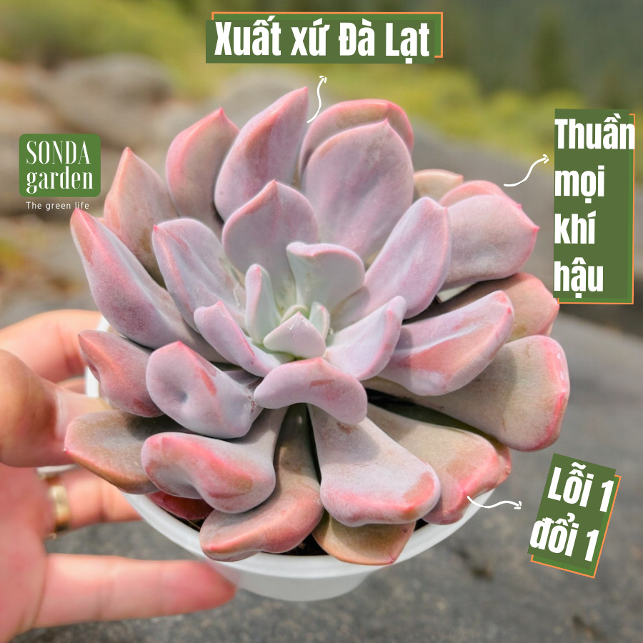 Sen đá hoa cúc hột size trung bình lỗi 1 đổi 1