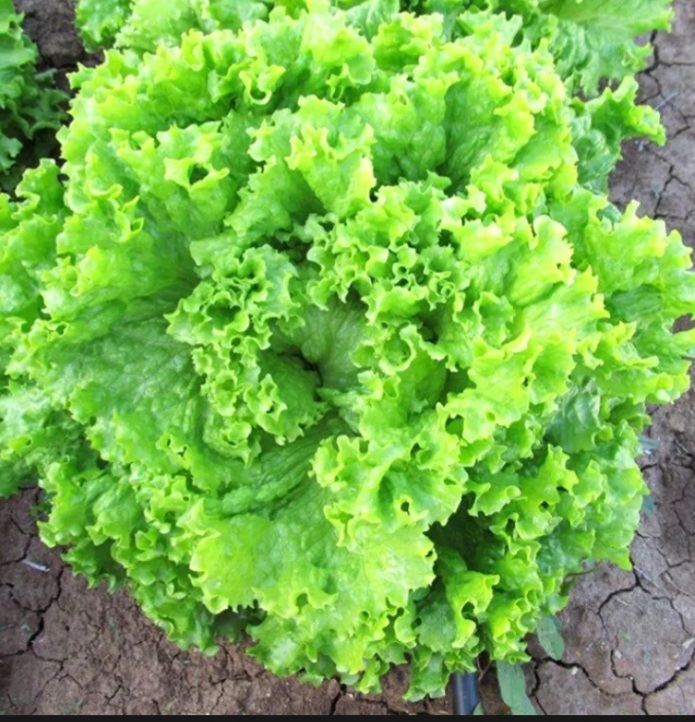 Hạt giống xà lách xoăn chịu nhiệt 5gram