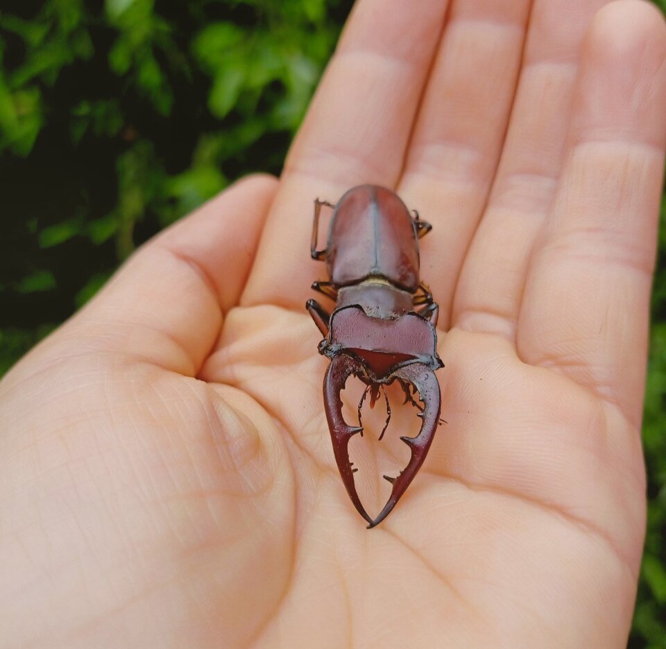 Bọ cánh cứng Stag Beetle, bọ hai sừng đẹp