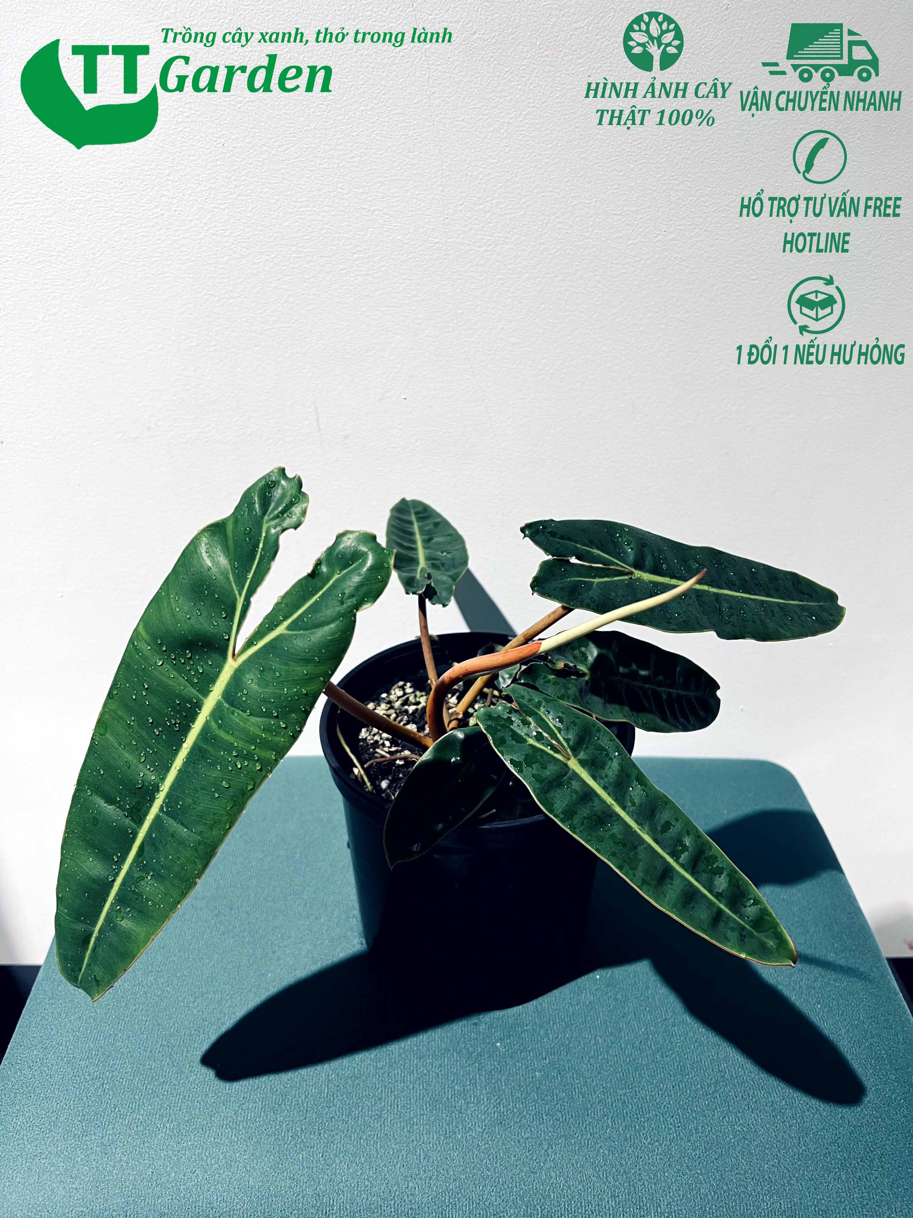 Cây hồng hạc cuống cam Philodendron Billietiae cây giống trồng trong nhà ngoài trời trồng sân vườn decor trang trí sân vườn size 20+
