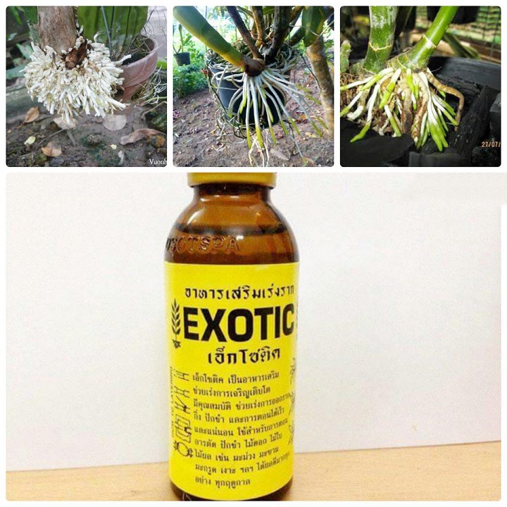 Kích rễ siêu mạnh exotic chai sành 100ml
