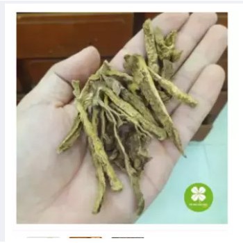 Củ bình vôi -eg163