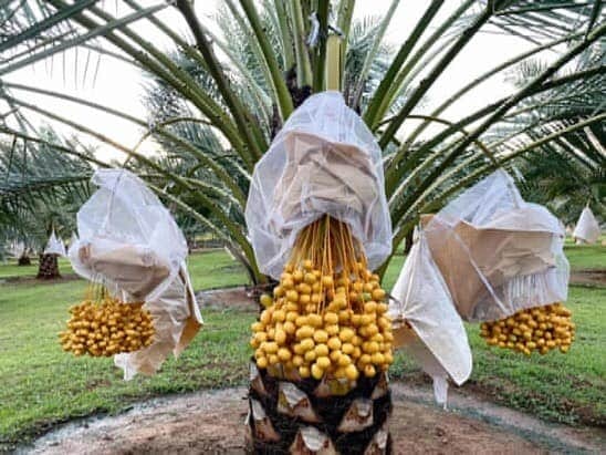 Cây giống chà là quả trung đông - FREE SHIP TỪ 50K