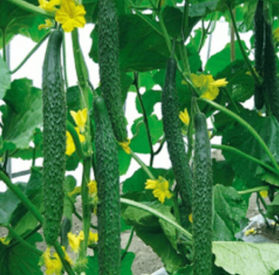 HẠT GIỐNG DƯA LEO NHẬT F1 TRÁI DÀI (gói 20 hạt)