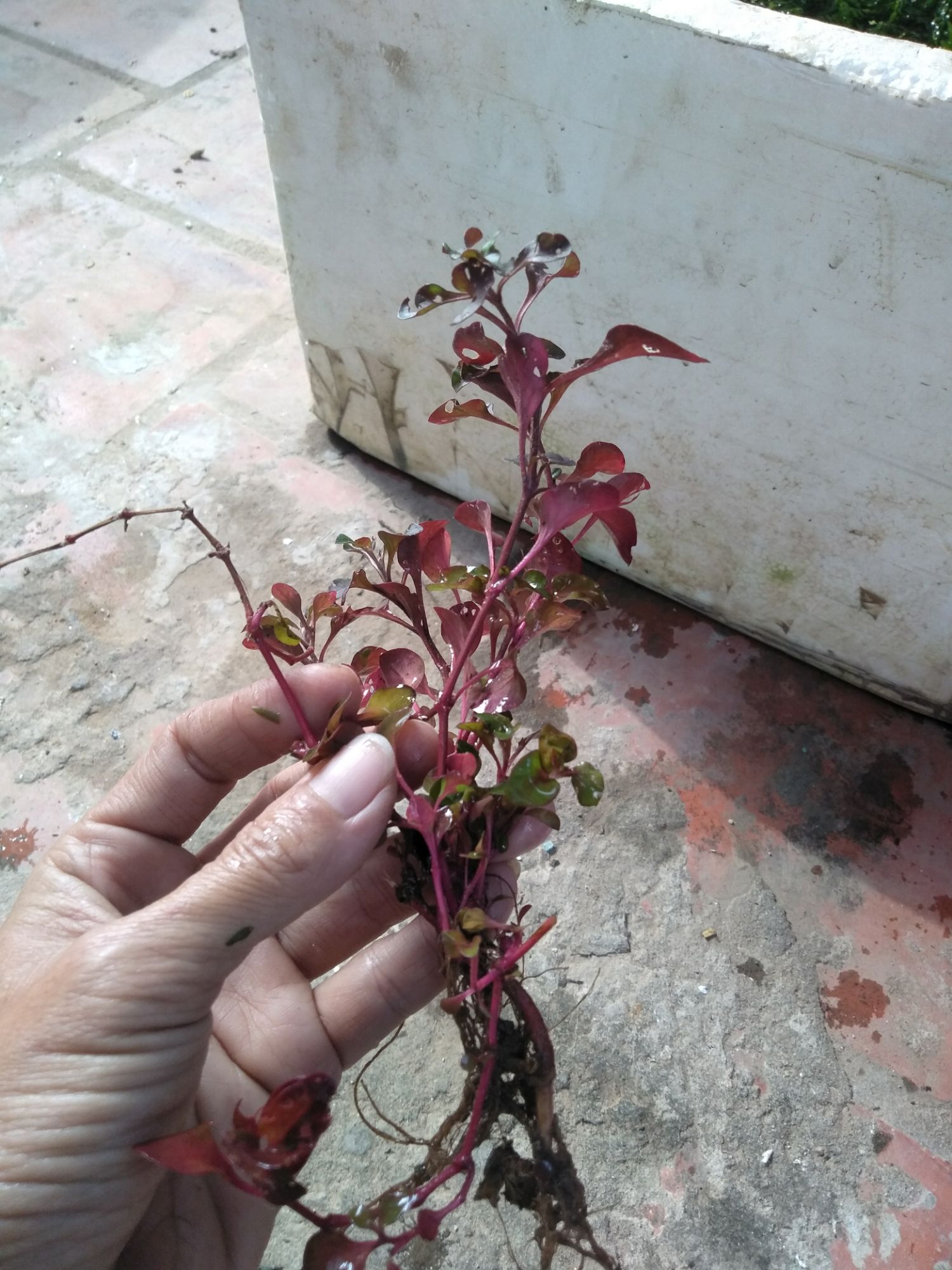 dền nhật