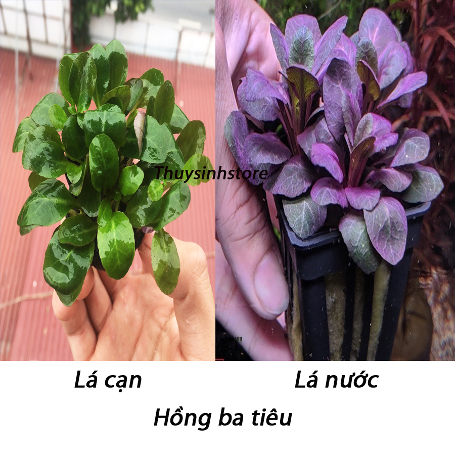 Cây thủy sinh Hồng ba tiêu 9 nhánh