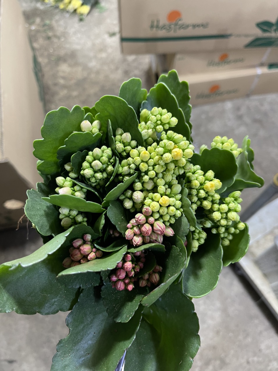 hoa chậu sống đời