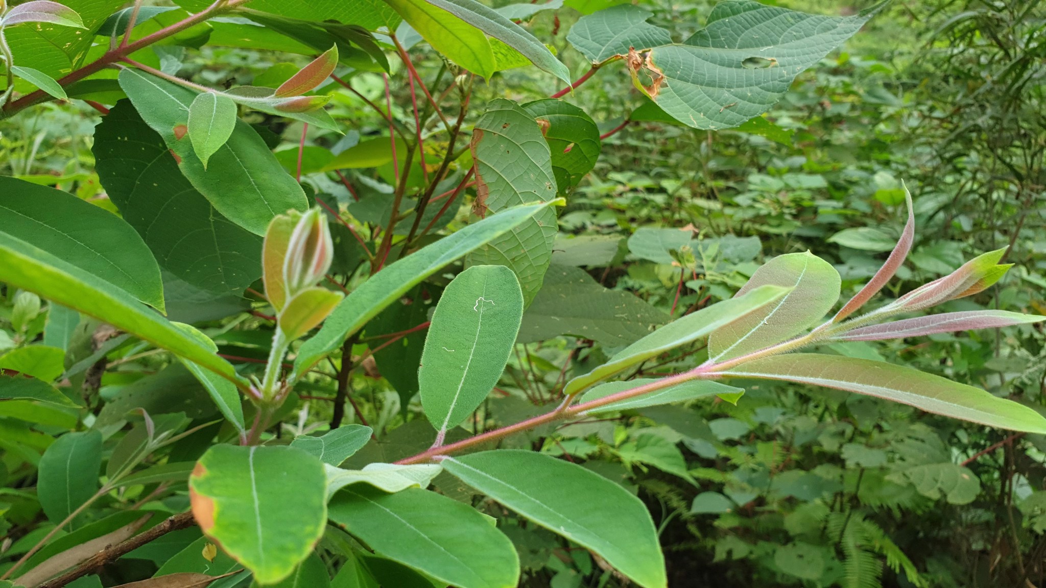 Cây giống Thành ngạnh