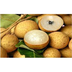 Cây giống nhãn không hạt thái lan siêu ngon siêu quả- cam kêt giống chuẩn f1