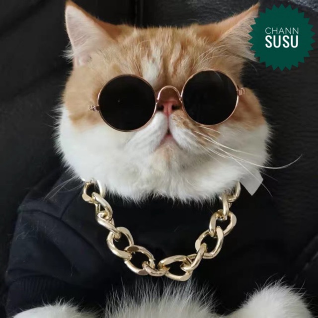 Những chú mèo đeo kính râm trông thật \