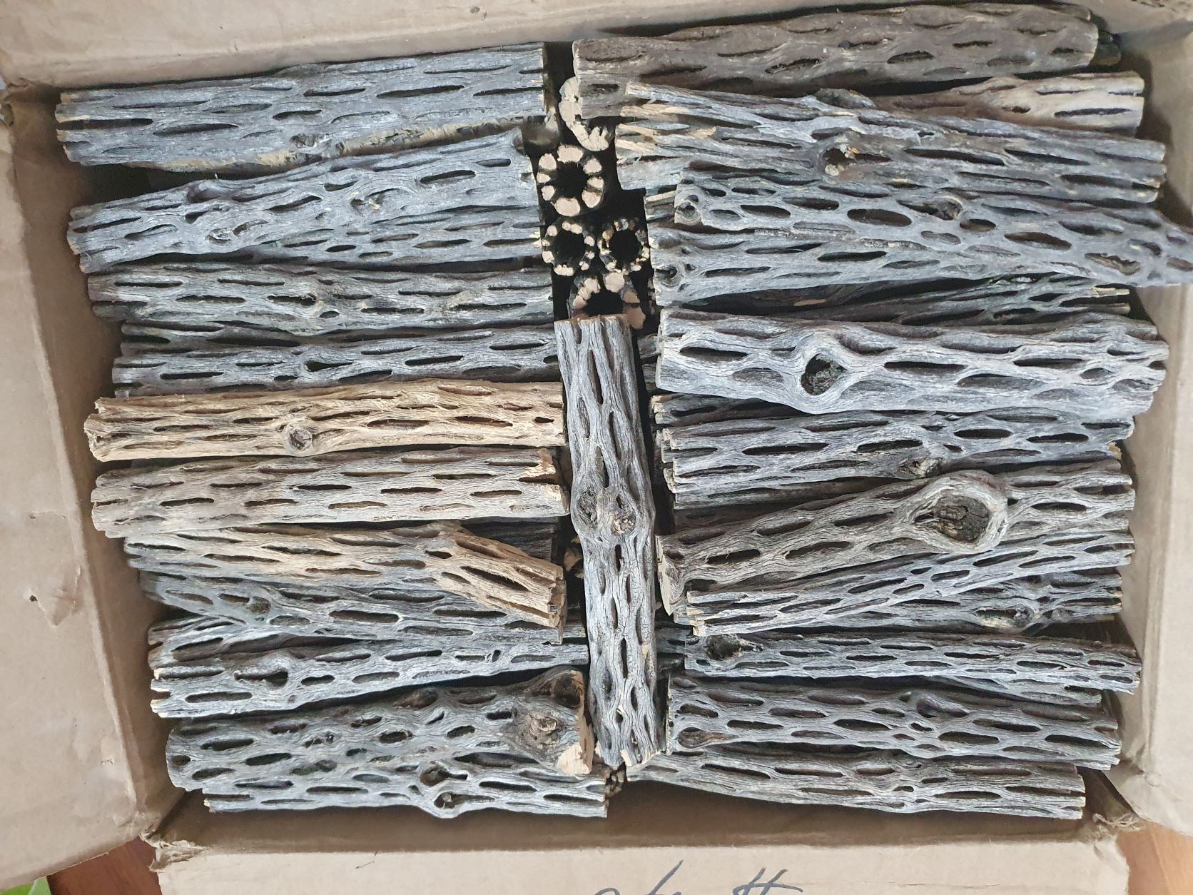 Lũa Cholla Cactus dành cho tép cảnh