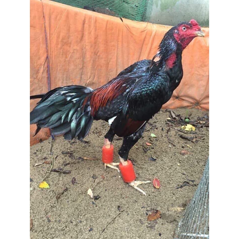 Tạ cao su đeo chân gà tập lực ,, vần gà ( combo 2 đôi )