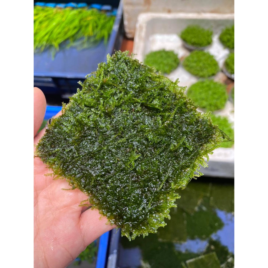 Rêu weeping sing thuỷ sinh | 1 tấc 9x9cm | trải nền dán đá- dán lũa cho hồ thuỳ sinh
