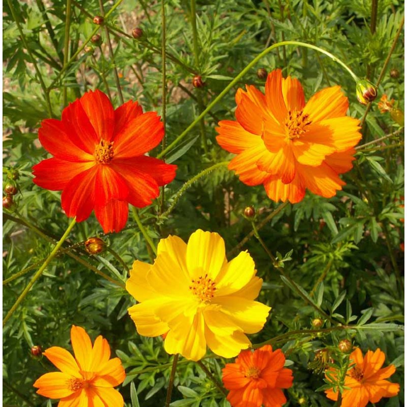 Hạt giống hoa cúc sao nhái lùn mix LUCKY SEEDS