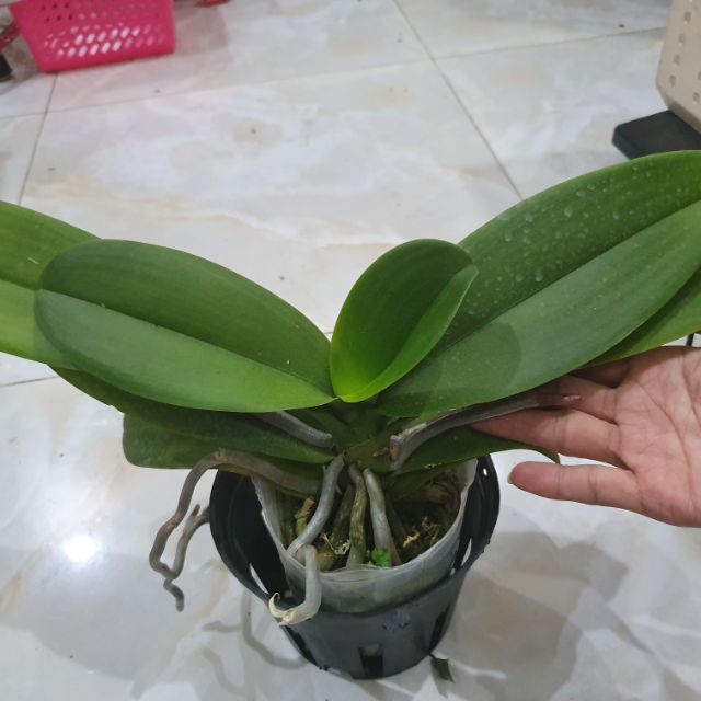 Lan Hồ Điệp hàng 4 lá chưa ngồng