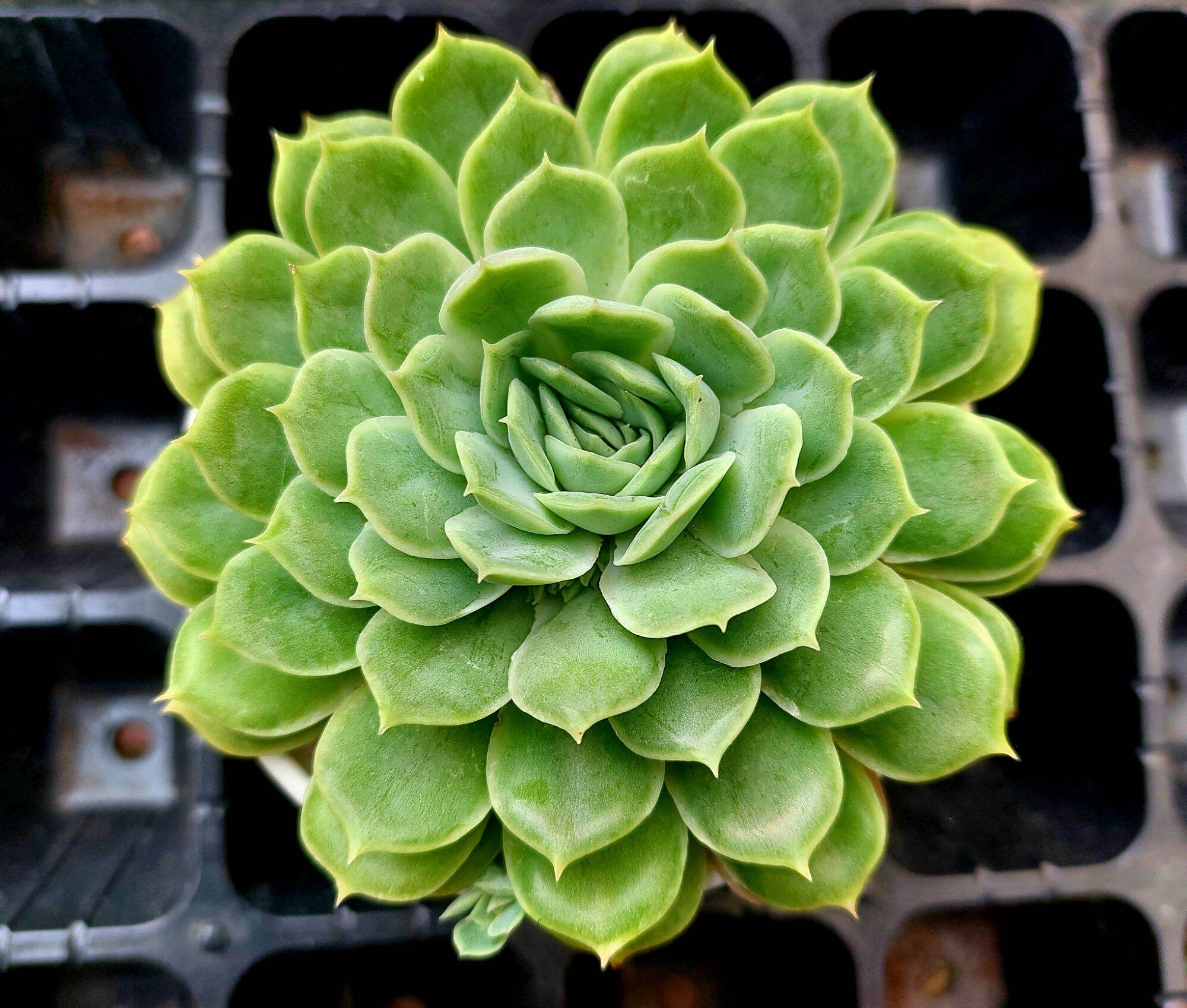 Sen đá NGỌC BÍCH size trung