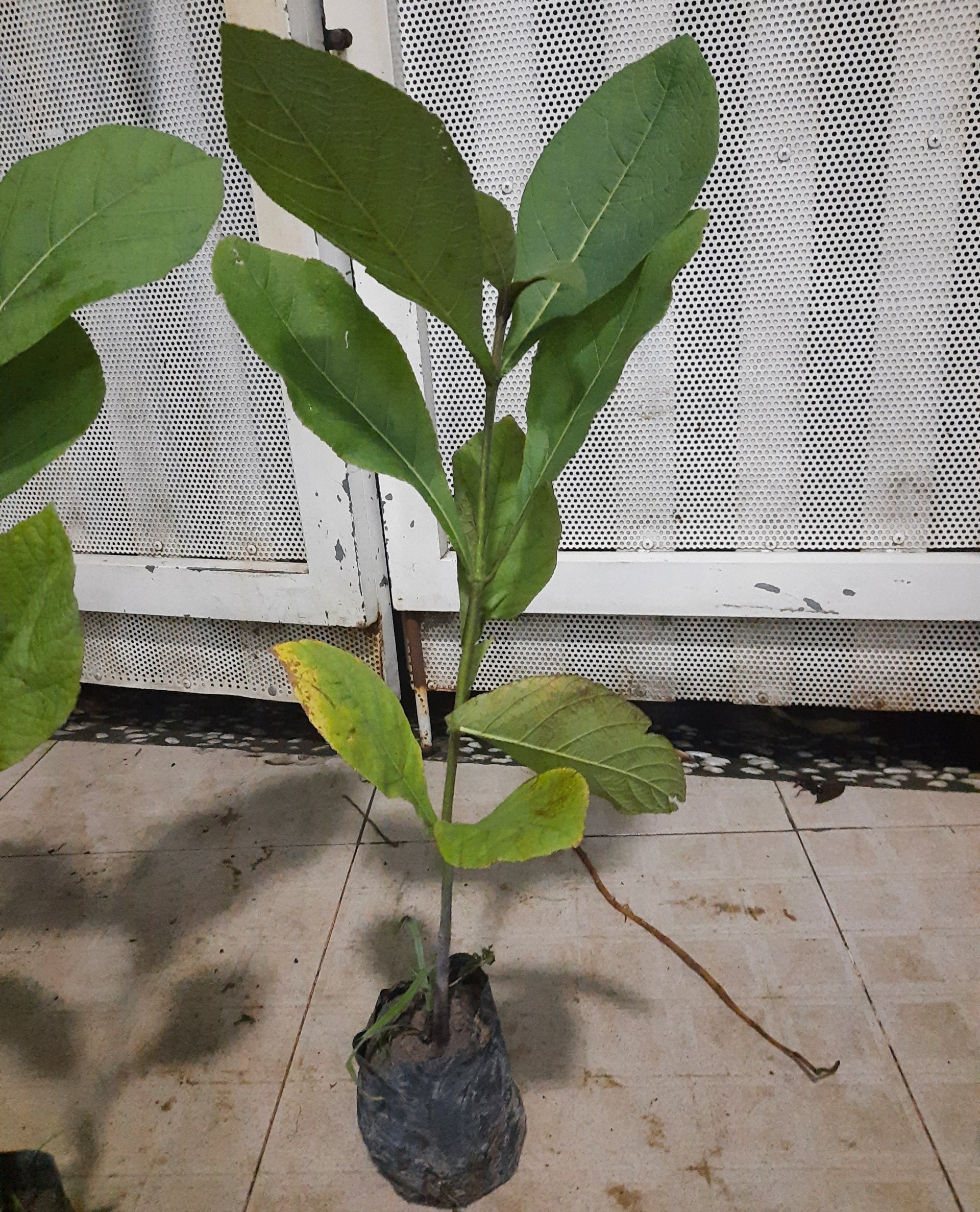 Cây giá tỵ - cây giống cao khoảng 40cm