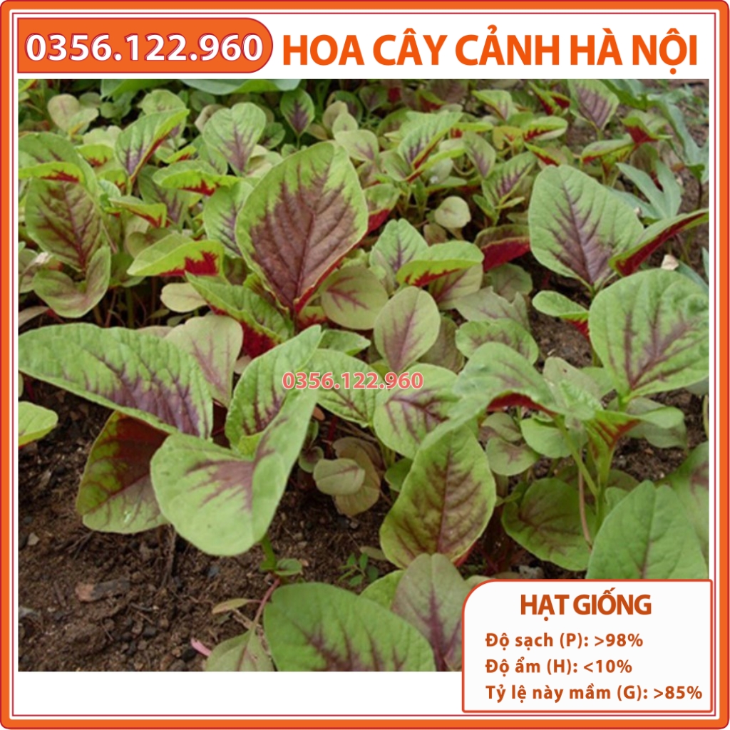 Hạt giống rau dền khoang cao sản - Gói 20g
