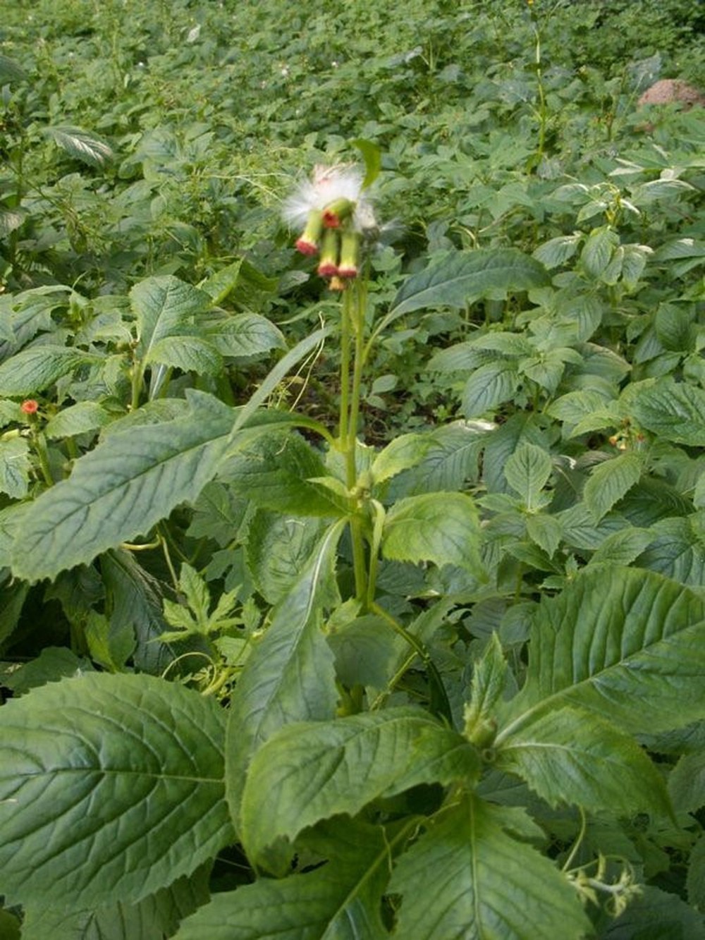 Hạt Rau Kim Thất Tàu Bay - Gói 1 Gram