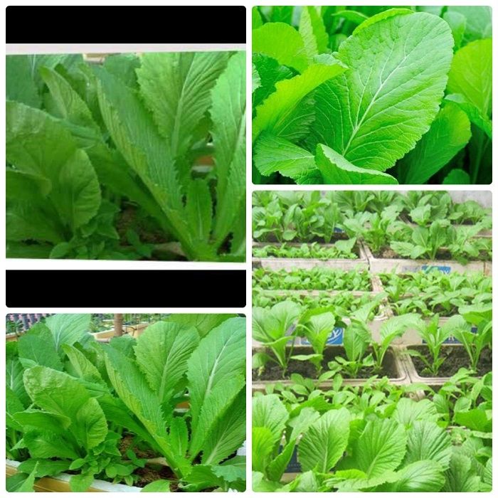 Hạt giống Cải Bẹ Xanh Mỡ Trang Nông dễ trồng, nhanh thu hoạch, nảy mầm 90%