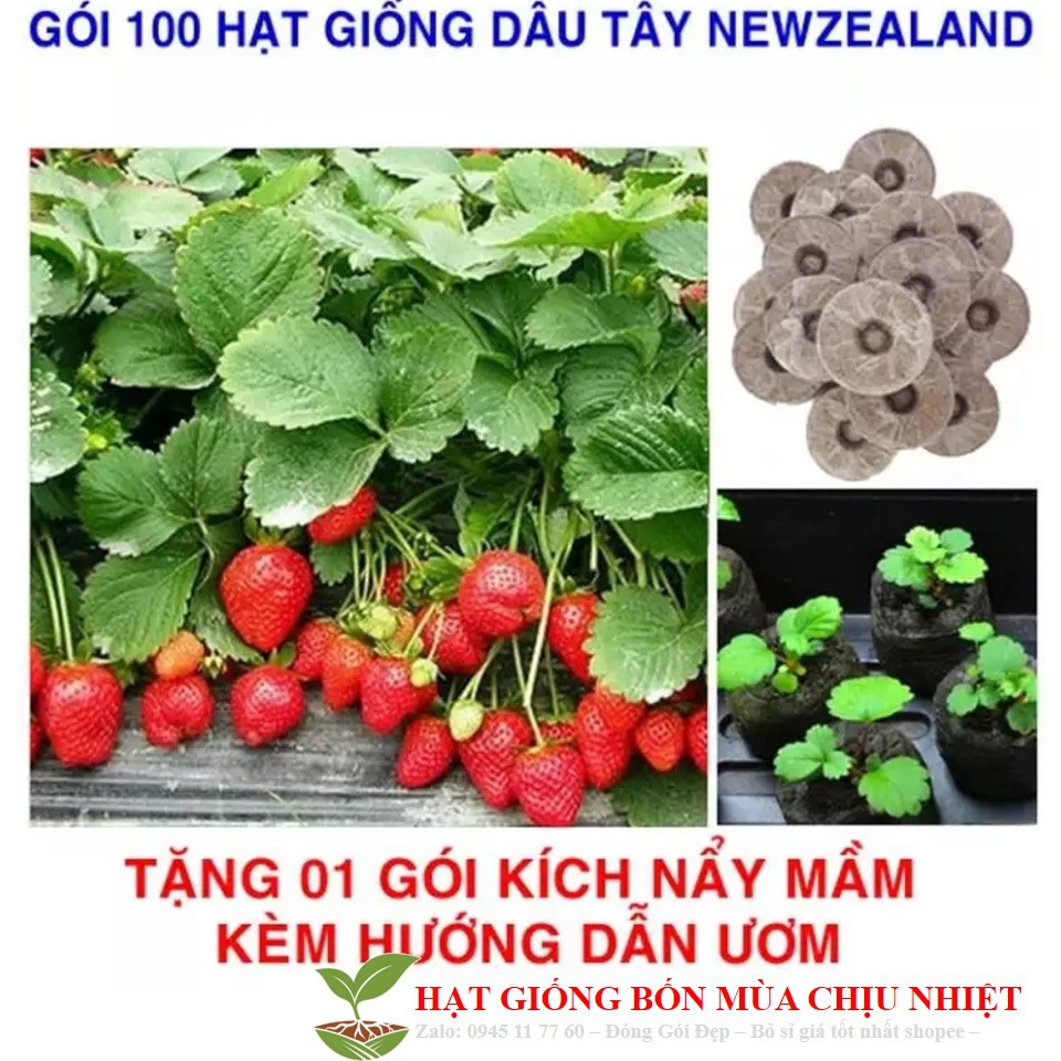 208A Dâu Tây New Zealand Hifarm 50 Hạt