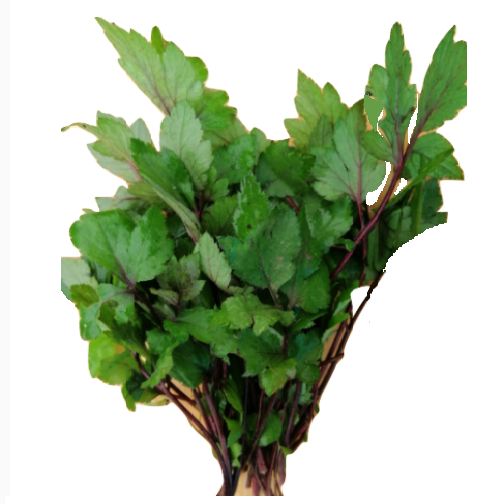 Cây giống ngải cứu tía (ngải cứu tím)