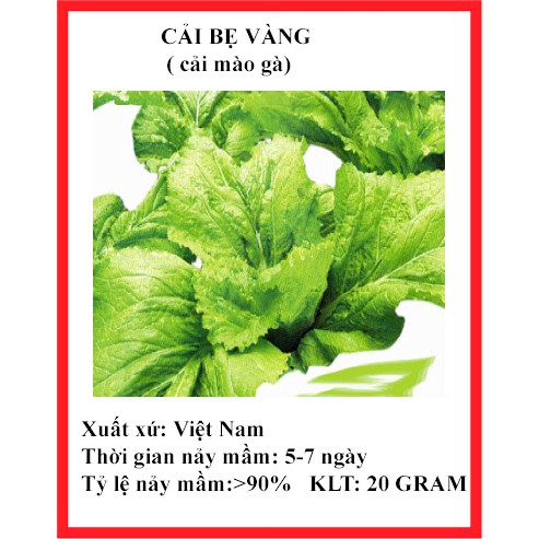 20 gram hạt giống rau cải bẹ vàng