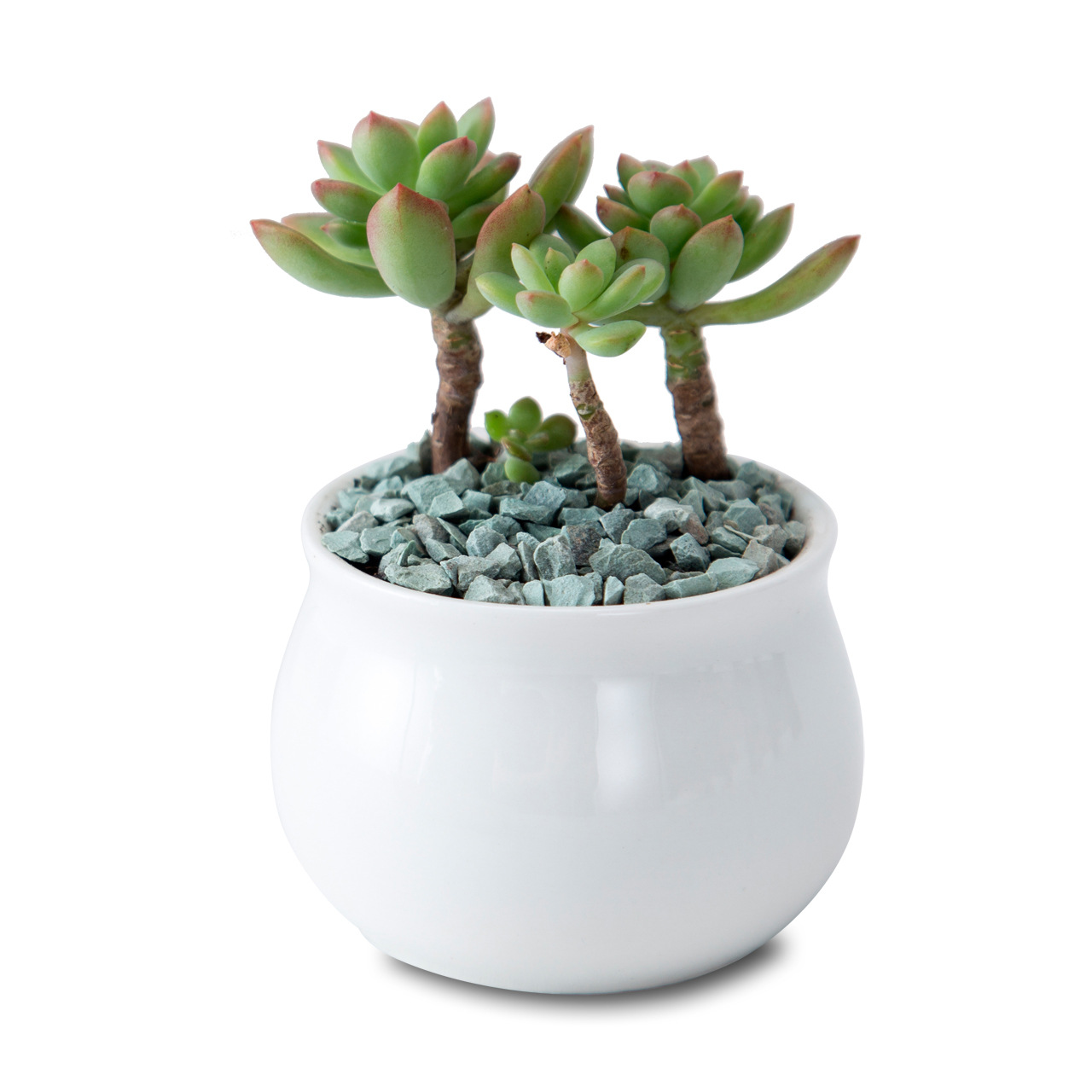 Chậu trồng cây cảnh - sen đá - xương rồng - hoa nhỏ
