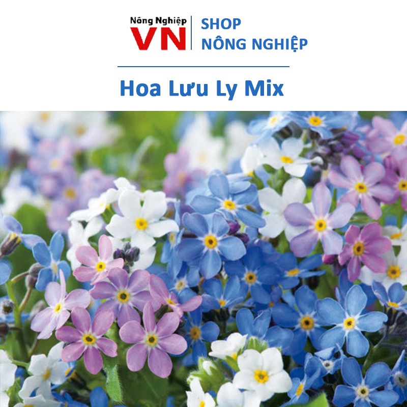 Hạt giống hoa lưu ly nhiều màu 150h