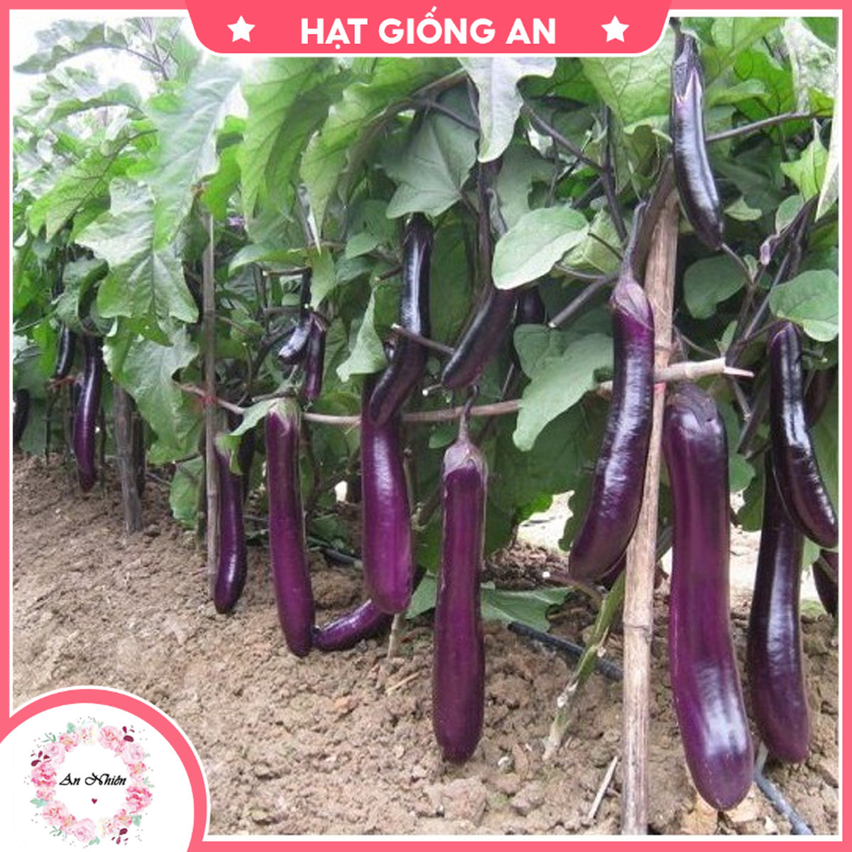 Hạt giống cà nâu cơm xanh 89 - hat giong an