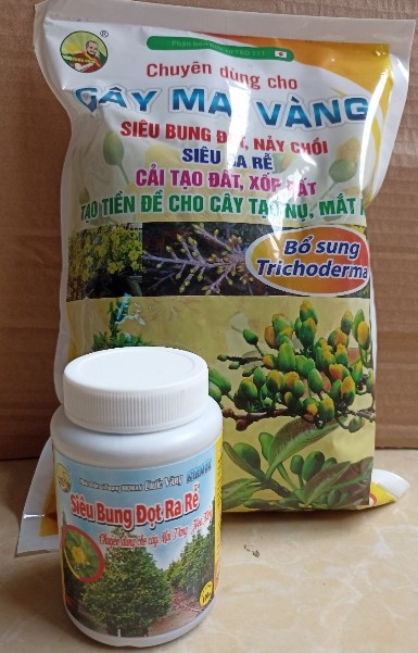 Combo chăm sóc mai vàng sau khi ra hoa