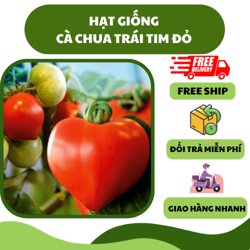Hạt giống cà chua trái tim đỏ - thơm ngon, năng suất cao