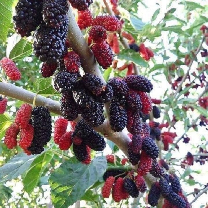 Cây giống cây dâu tằm ăn trái