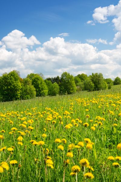 Top với hơn 111 hình nền cỏ cây hoa lá hay nhất  Tin Học Vui