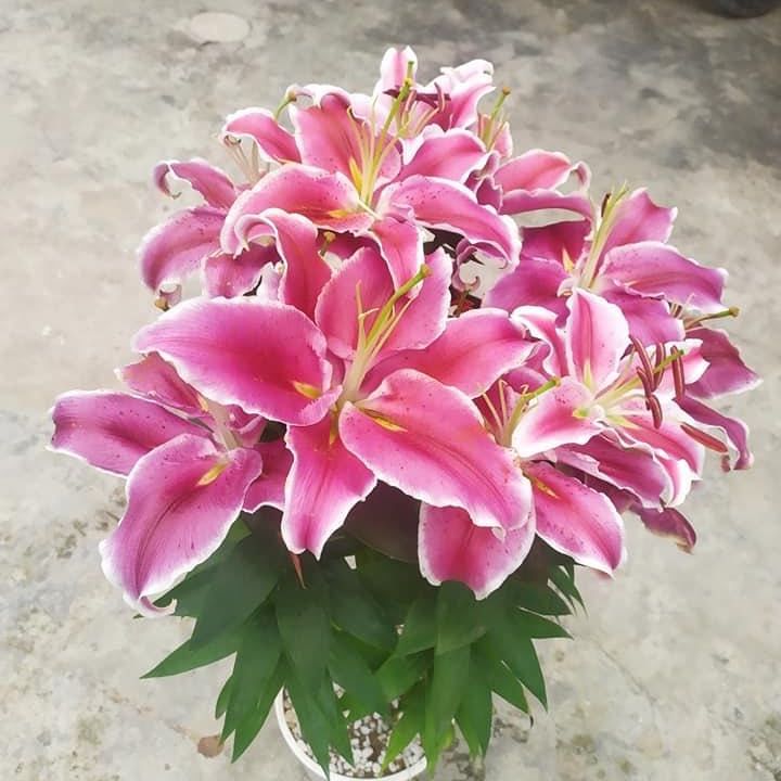 Củ ly lùn thơm size 13/15 Hà Lan nhiều màu (có thể chọn riêng màu)