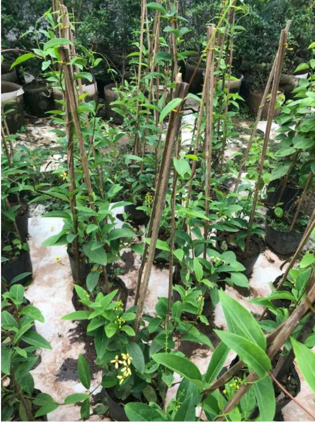 Cây hoa leo mai hoàng yến - FREE SHIP TỪ 50K