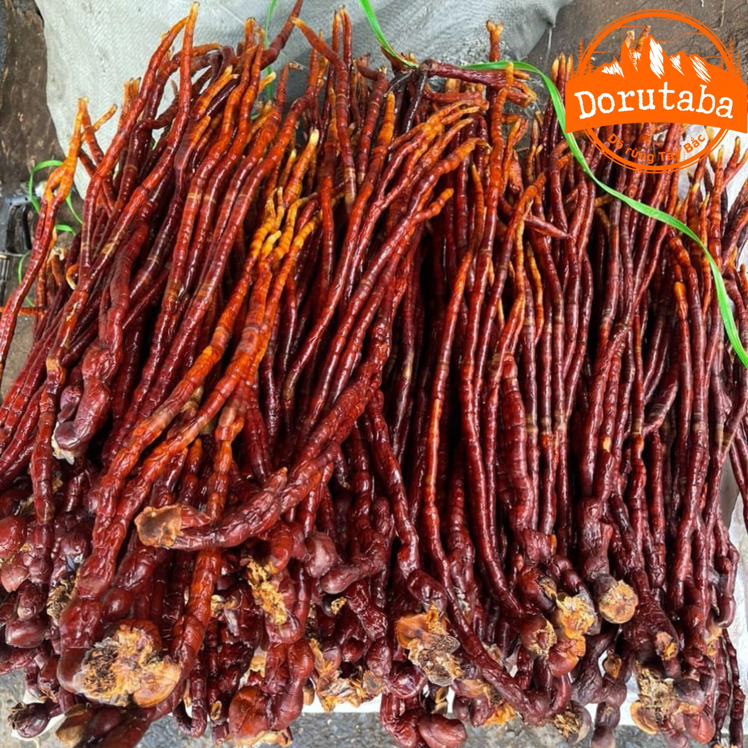 Nấm linh chi sừng hươu Tây Bắc thu hái rừng, phơi khô tự nhiên. Thảo dược quý nấm linh chi sừng hươu, linh chi đỏ, lim xanh