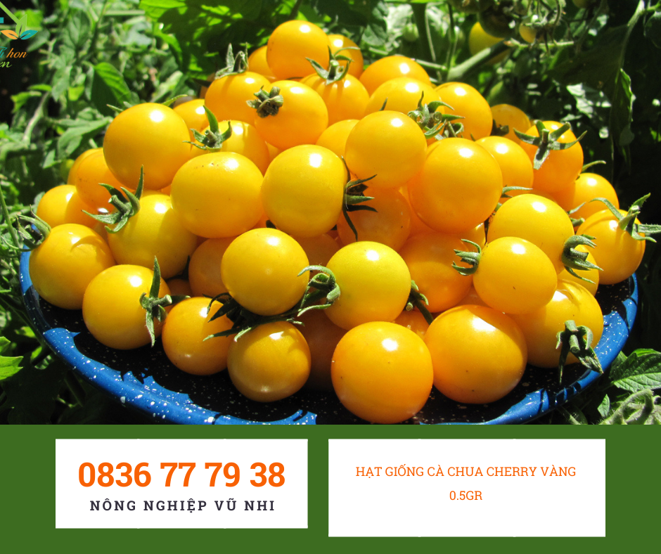 Hạt giống cà chua cherry vàng 0.5gr - hatgiong24h