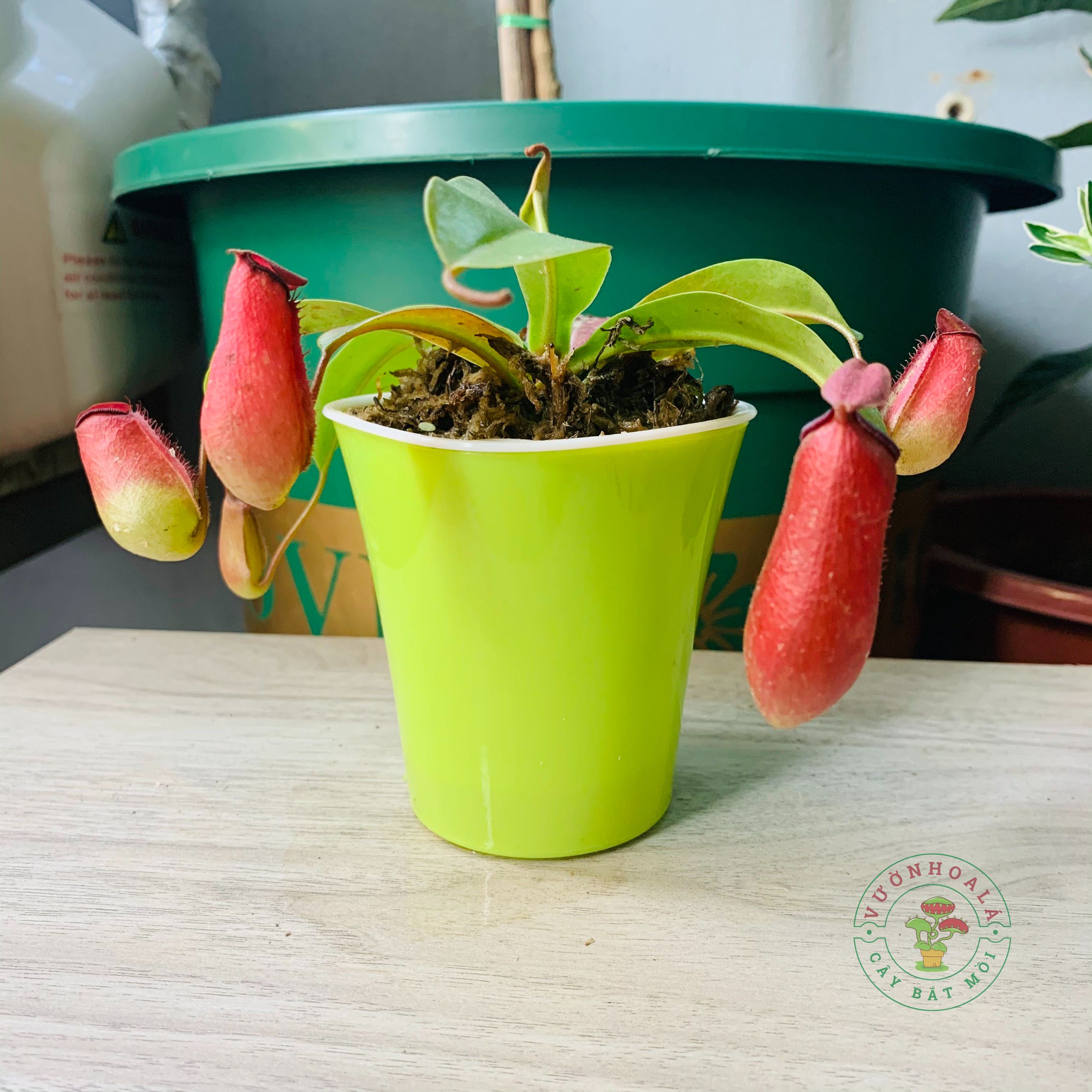 Cây nắp ấm đỏ Gardentech size nhỏ