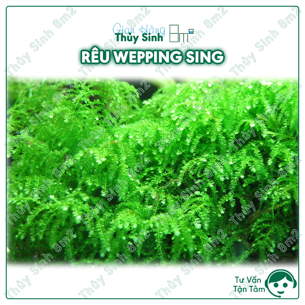 Vỉ rêu wepping sing - rêu thủy sinh | gắn lũa, trang trí hồ tép - 8m2