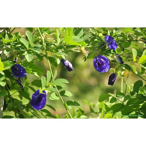 Hạt giống hoa đậu biếc - gói 30 hạt