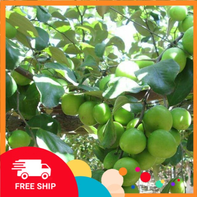 Cây giống táo lê Đài Loan - Táo Thái - cho trái to (8-11 quả/kg) vỏ mỏng, ăn giòn ngon và ngọt CÂY ĐẸP GIỐNG CHUẨN