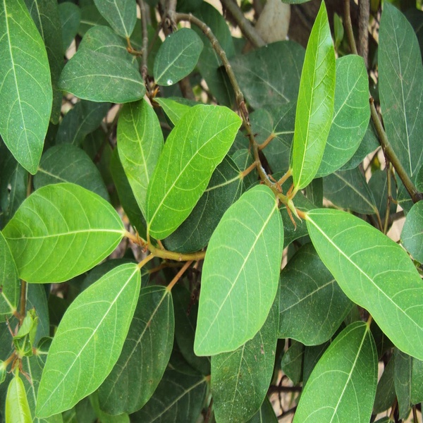 Lá sung khô chất lượng cao 01kg loại 01