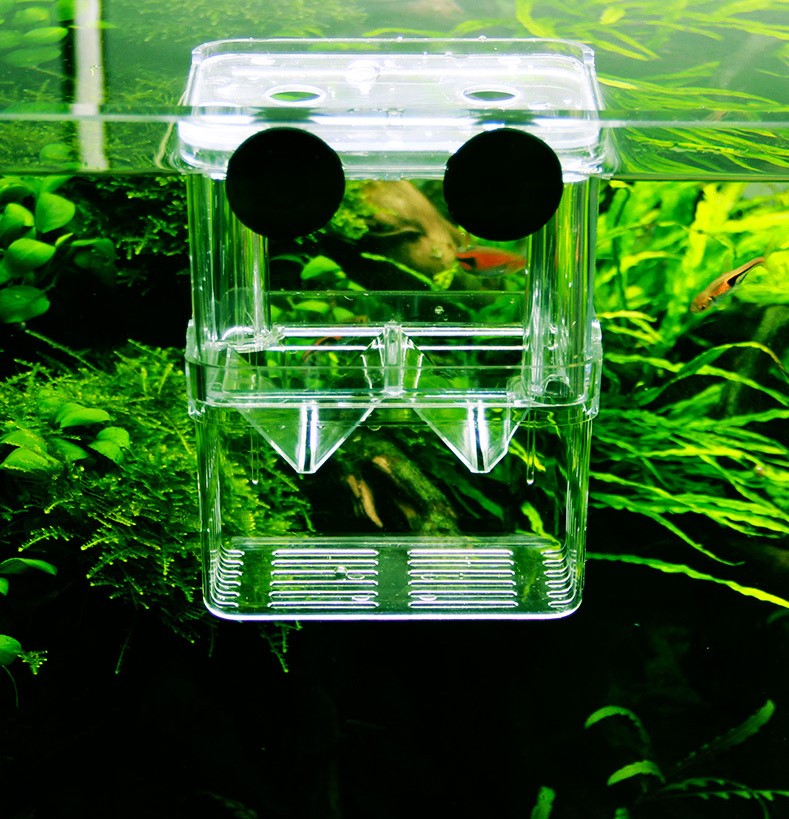 Bể cá mini, bể cho cá ấp trứng mini 2 ngăn