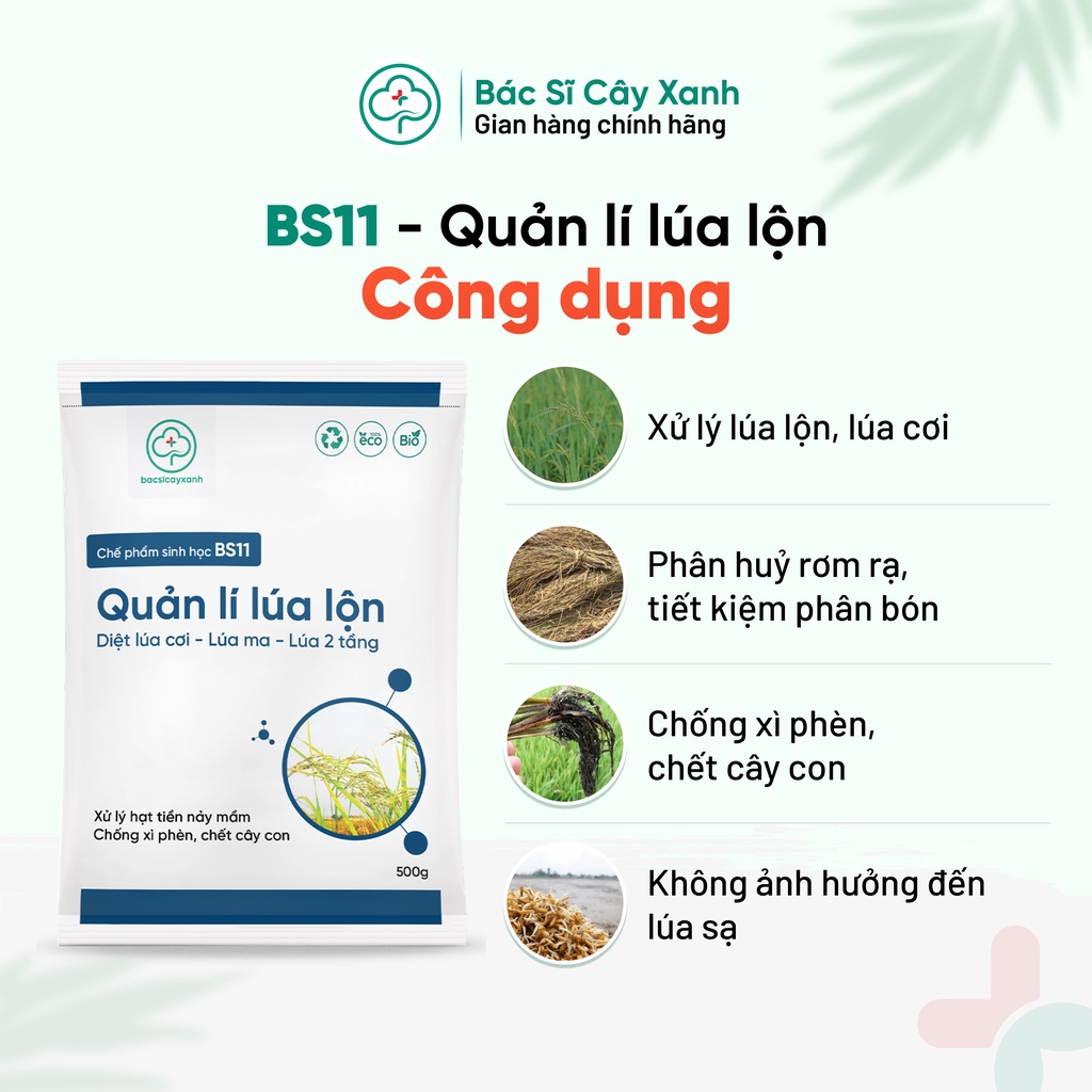 Chế phẩm xử lý lúa lộn, lúa cỏ, lúa 2 tầng, chống xì phèn