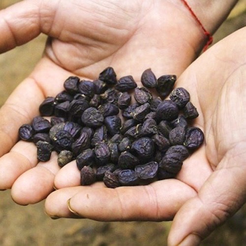 Hạt dổi rừng Tây Bắc - Hạt dổi thơm làm gia vị nướng, pha đồ chấm