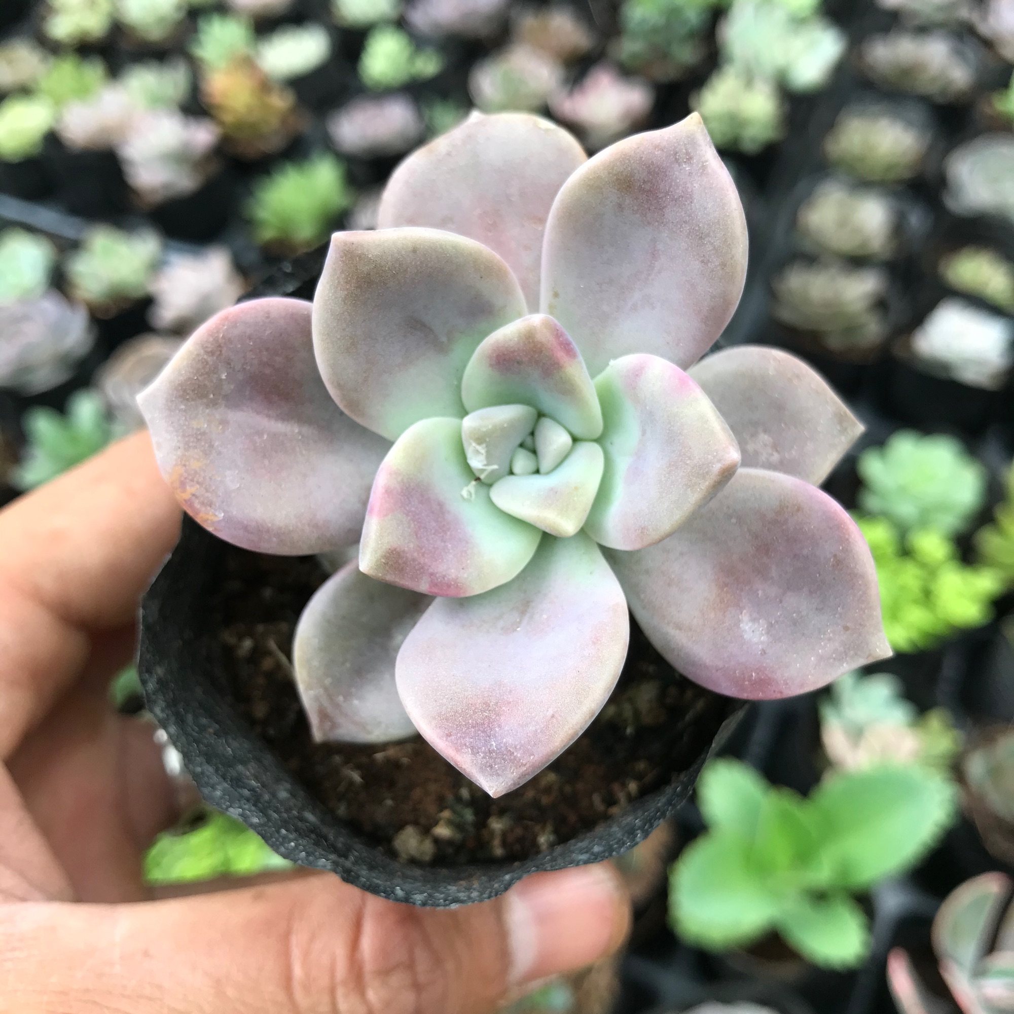 Sen đá hồng mập, sen đá có ý nghĩa cho một tình bạn, tình yêu vĩnh cửu, về phong thủy nó còn mang ý nghĩa sung túc và đầm ấm trong gia đình