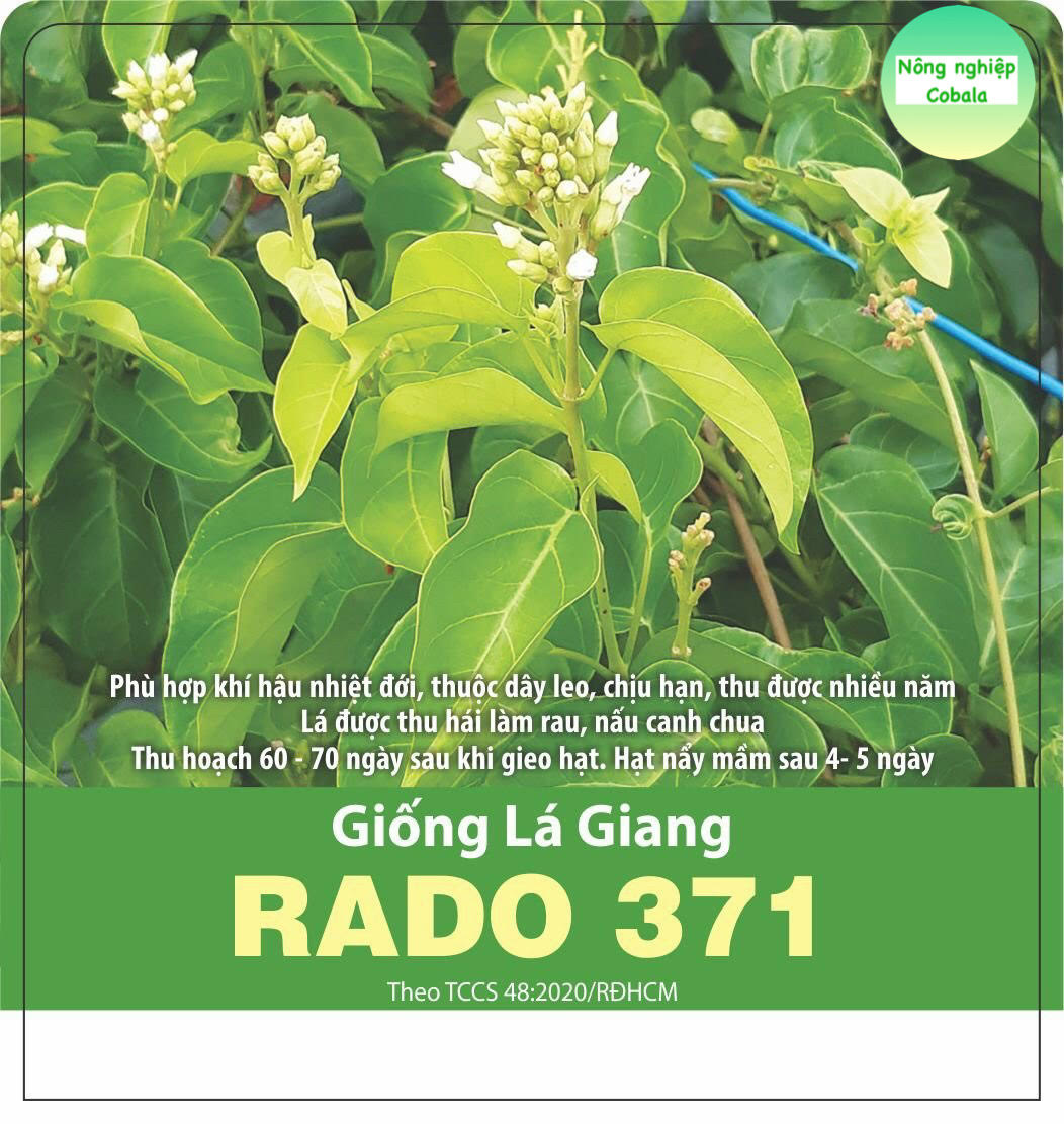 5 Hạt Giống Cây Lá Giang