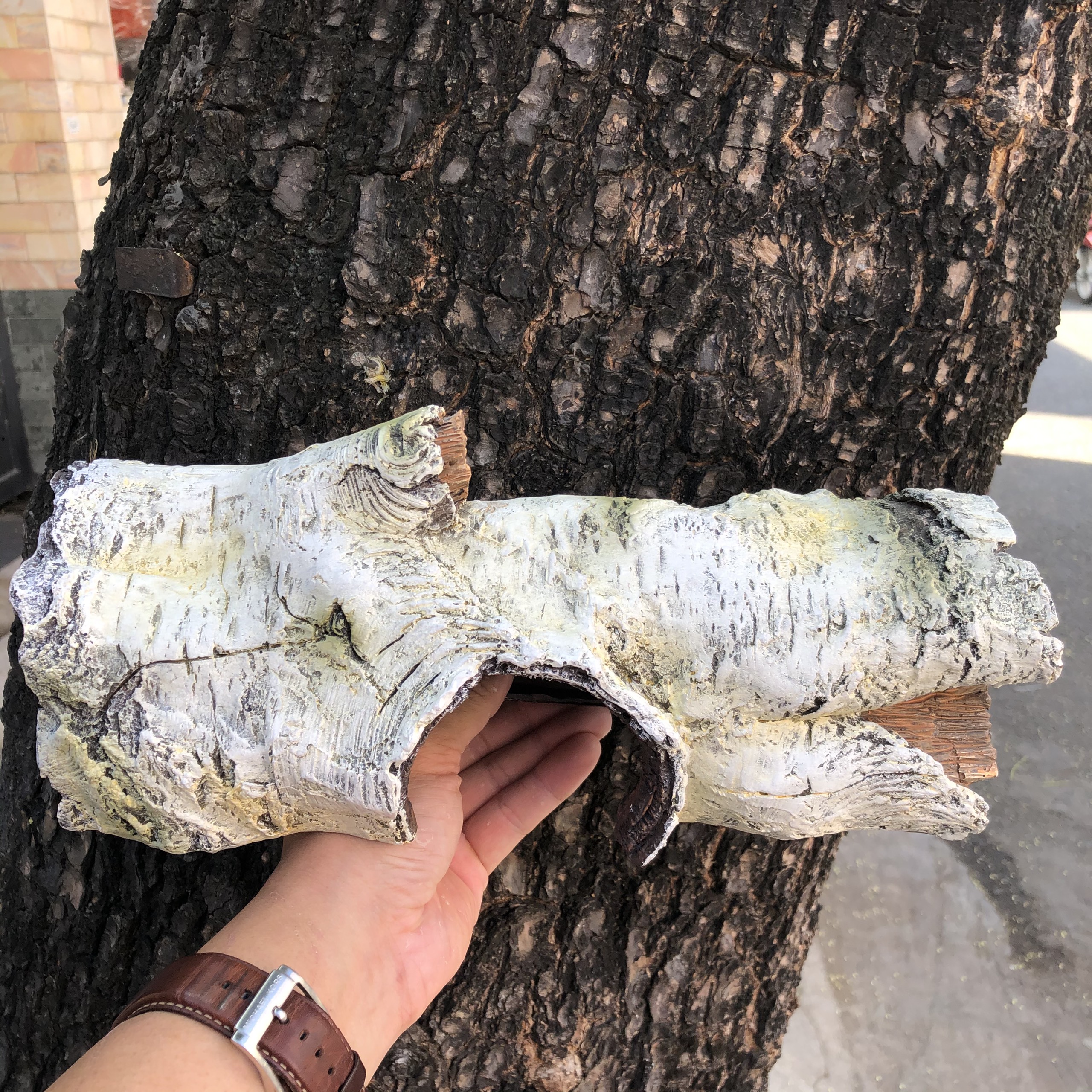 Hang trú bạch dương dành cho bò sát